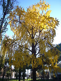 Ginkgo Biloba Foglia