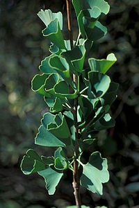 Ginkgo Biloba Pianta