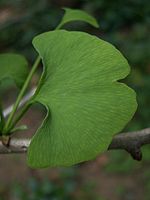 Ginkgo Biloba Ramo