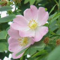 Rosa Canina Fiore