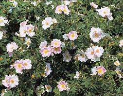 Rosa Canina Pianta E Fiori