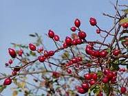 Rosa Canina Pianta