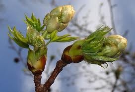 tessuti vegetali embrionali la natura ti cura