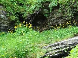 Fiori Di Bosco