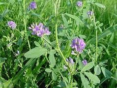 Fiori Di Erba Medica