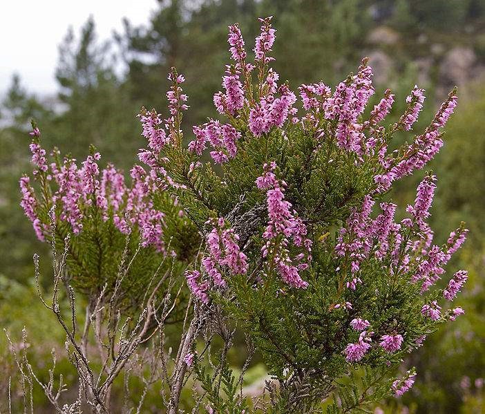 Fiori Di Erica