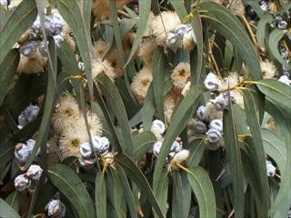 Fiori Di Eucalipto