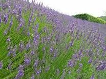 Fiori Di Lavanda