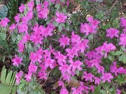 Fiori Di Rododendro