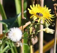 Fiori Di Tarassaco