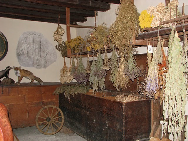 Piante Medicinali Di Trento